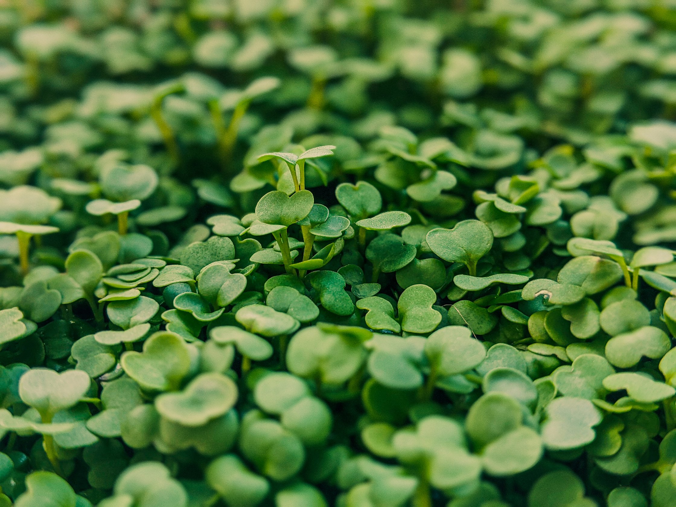 Arugula microgreens with green leaves