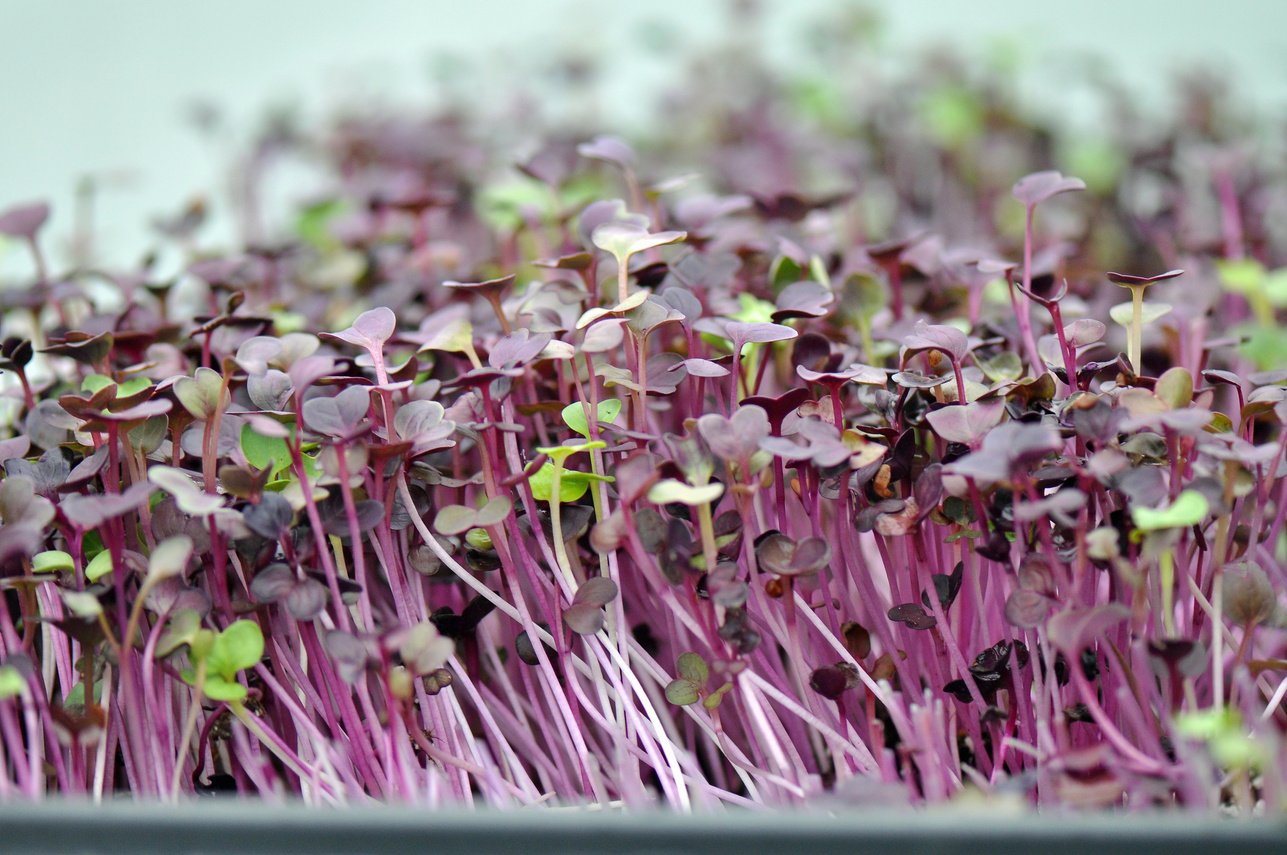 Microgreen Herbs