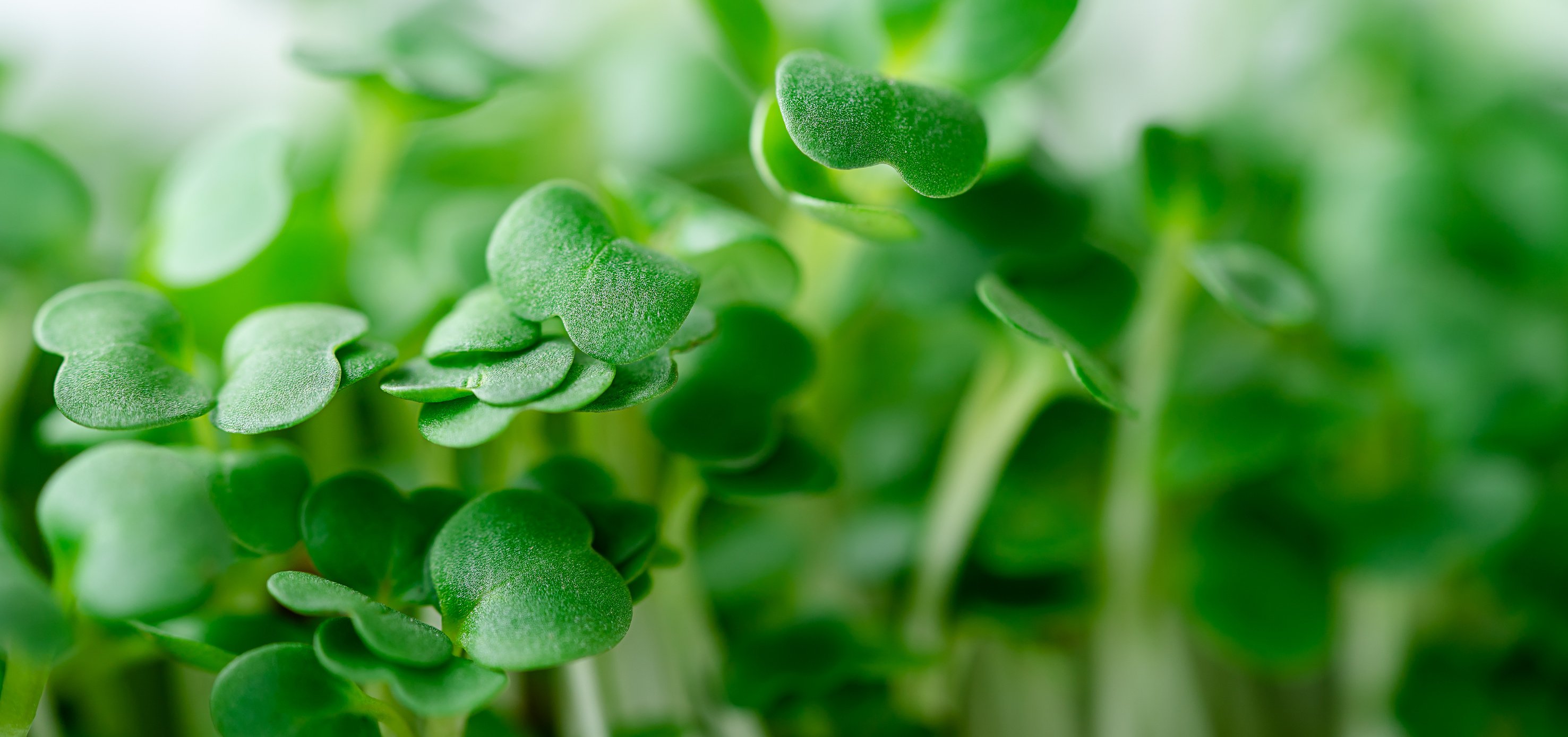 Arugula Micro Green Sprouts Background