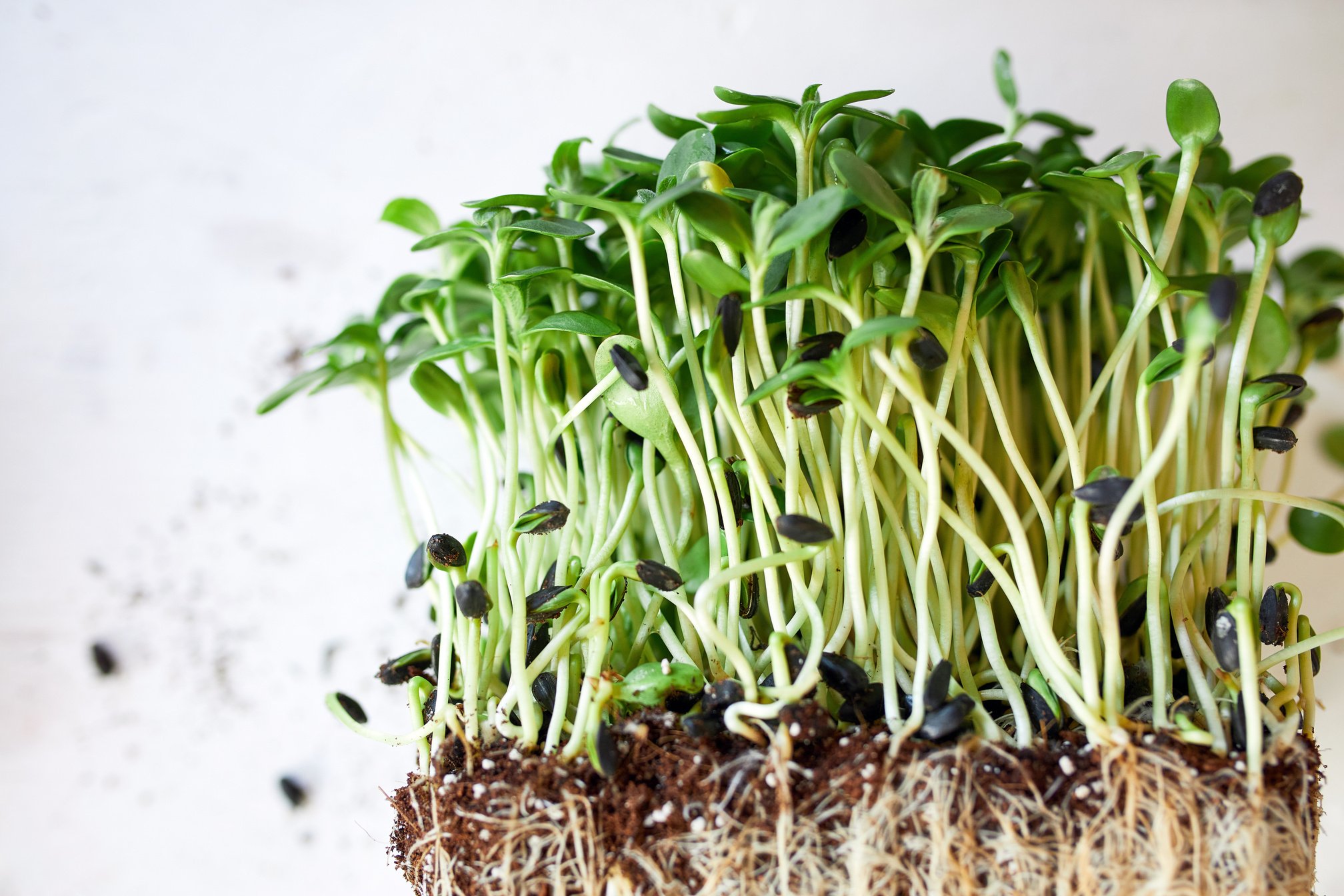 Bunch of Sunflowers Sprouts    